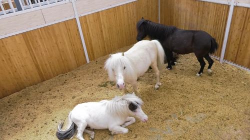 新疆首次引进“迷你马”普及青少年马术(组图)