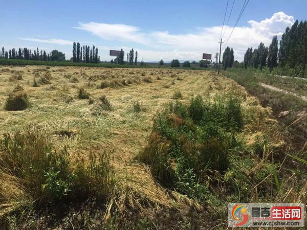 呼图壁县3.8万亩受灾小麦将逐步兑付保险理赔