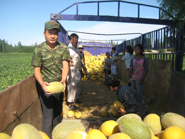 呼图壁县马场湖村1200亩甜瓜迎来销售旺季